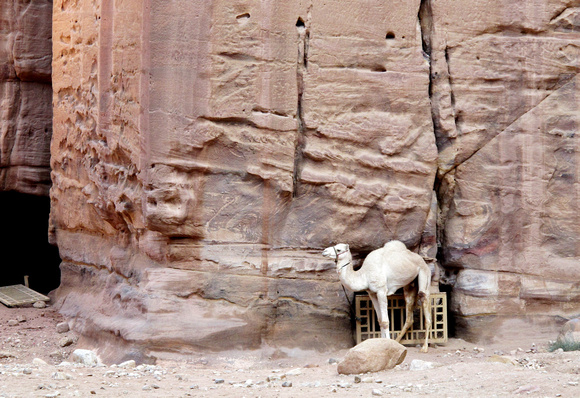 Petra Camel