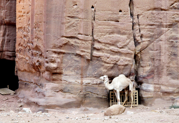 Petra - White Camel